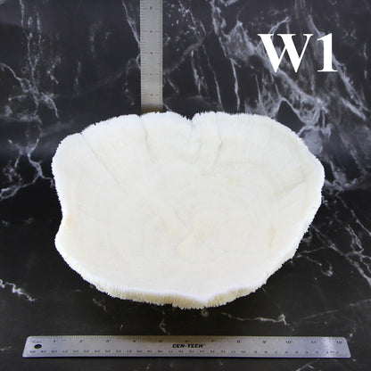 Coral Bowl 10-12"