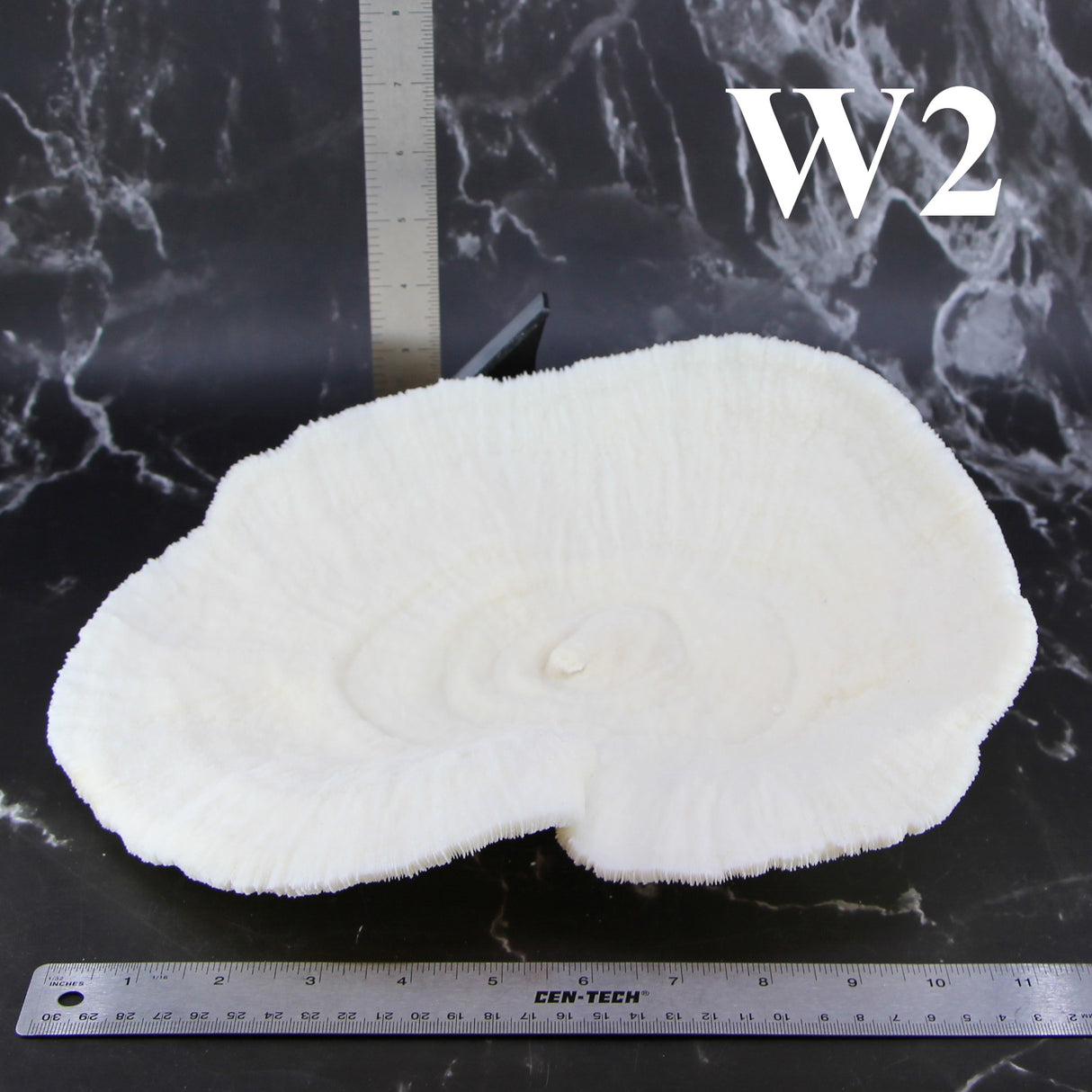 Coral Bowl 10-12"