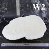 Coral Bowl 10-12"