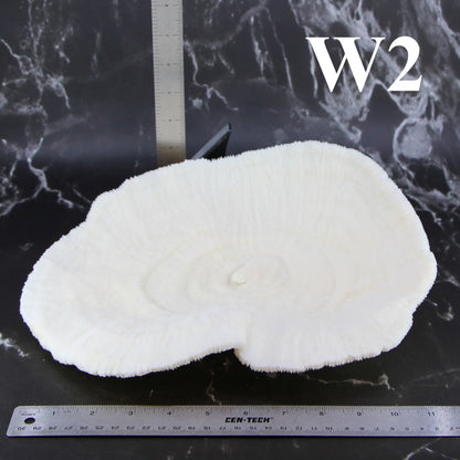 Coral Bowl 10-12"