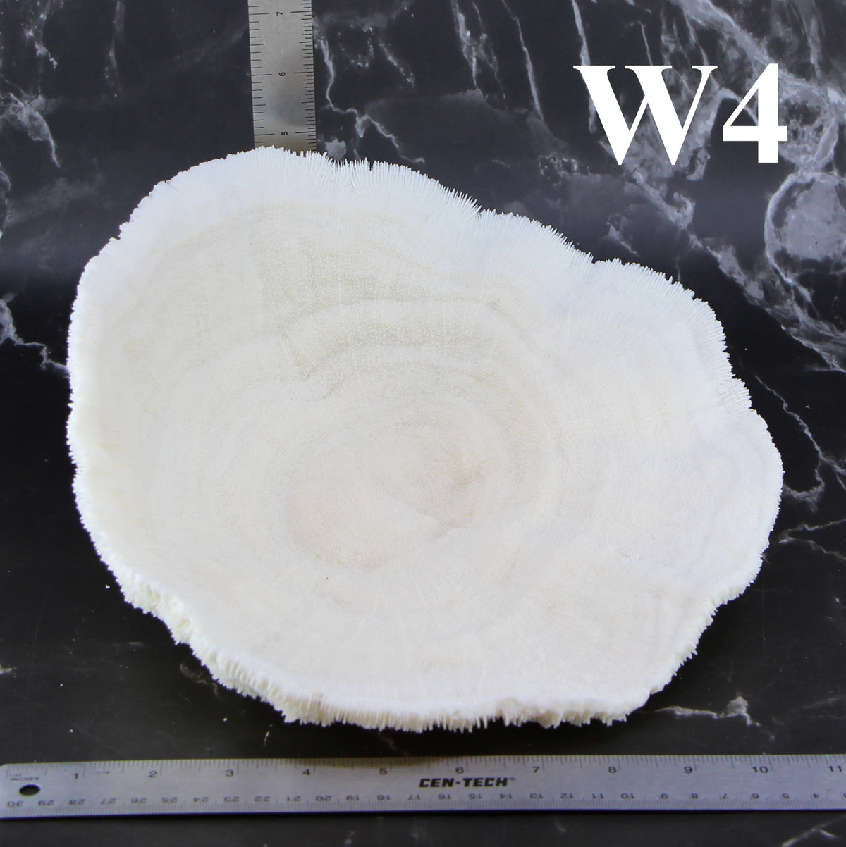 Coral Bowl 10-12"