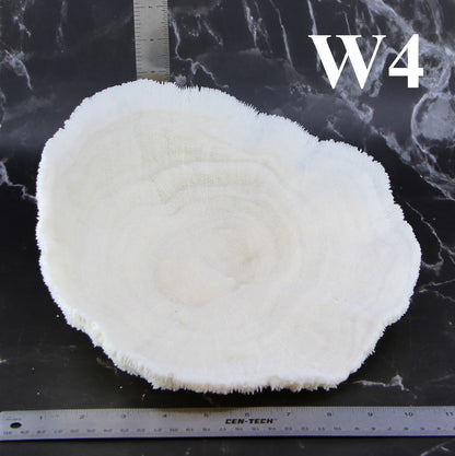 Coral Bowl 10-12"