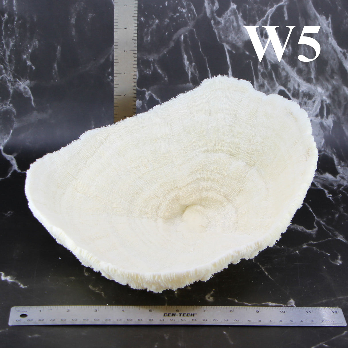 Coral Bowl 10-12"