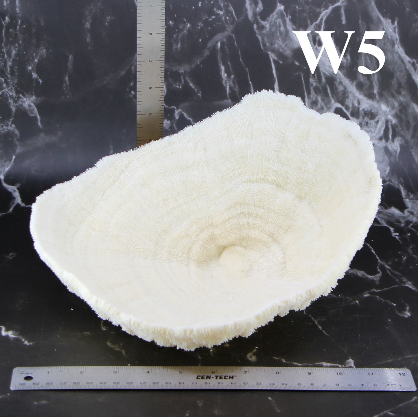 Coral Bowl 10-12"