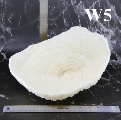 Coral Bowl 10-12"