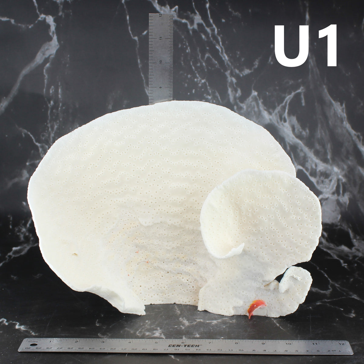 Cup Coral 10-12"