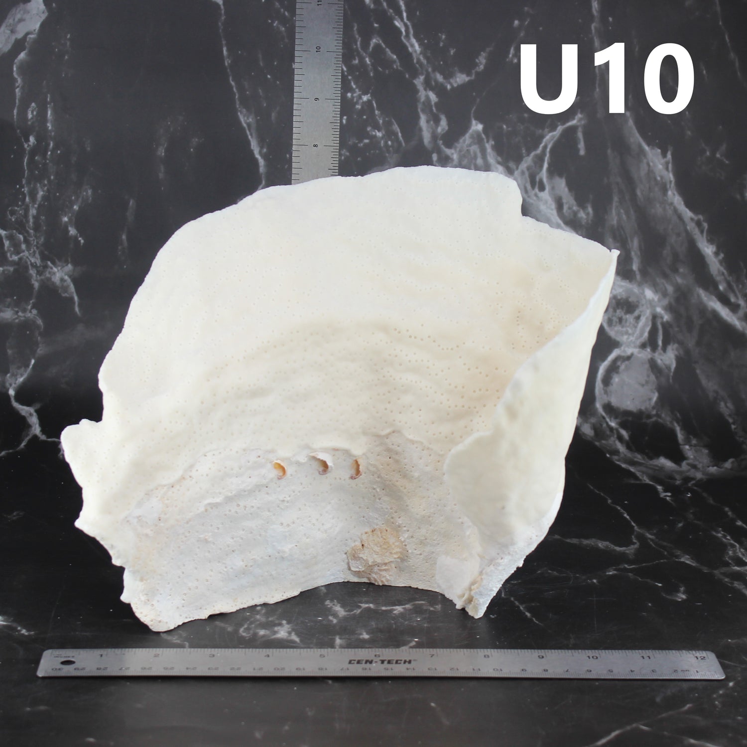 Cup Coral 10-12"
