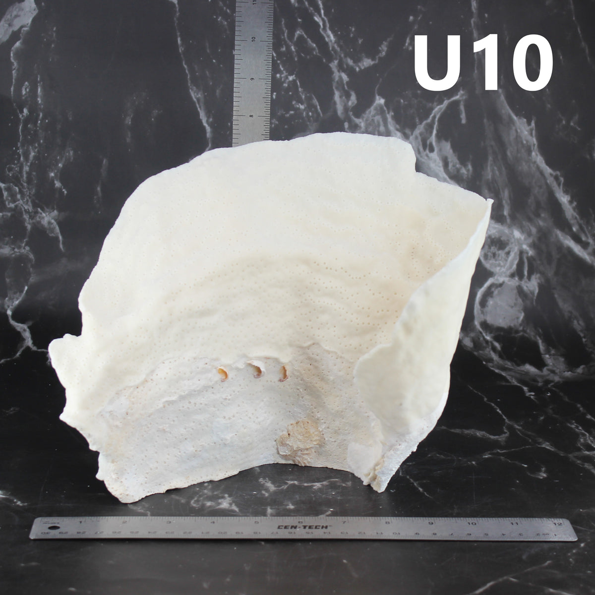 Cup Coral 10-12"