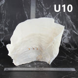 Cup Coral 10-12"