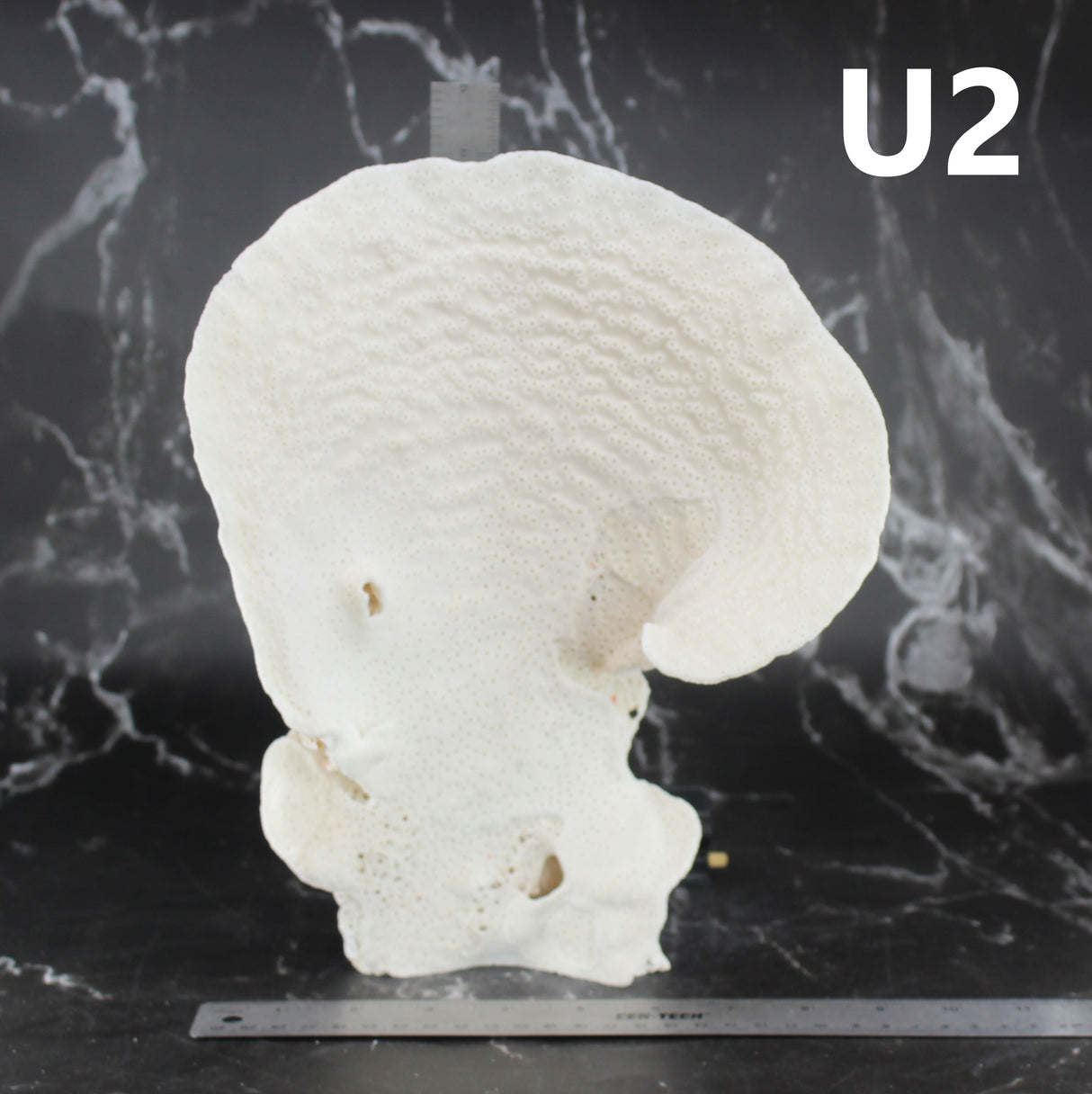 Cup Coral 10-12"