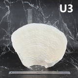 Cup Coral 10-12"