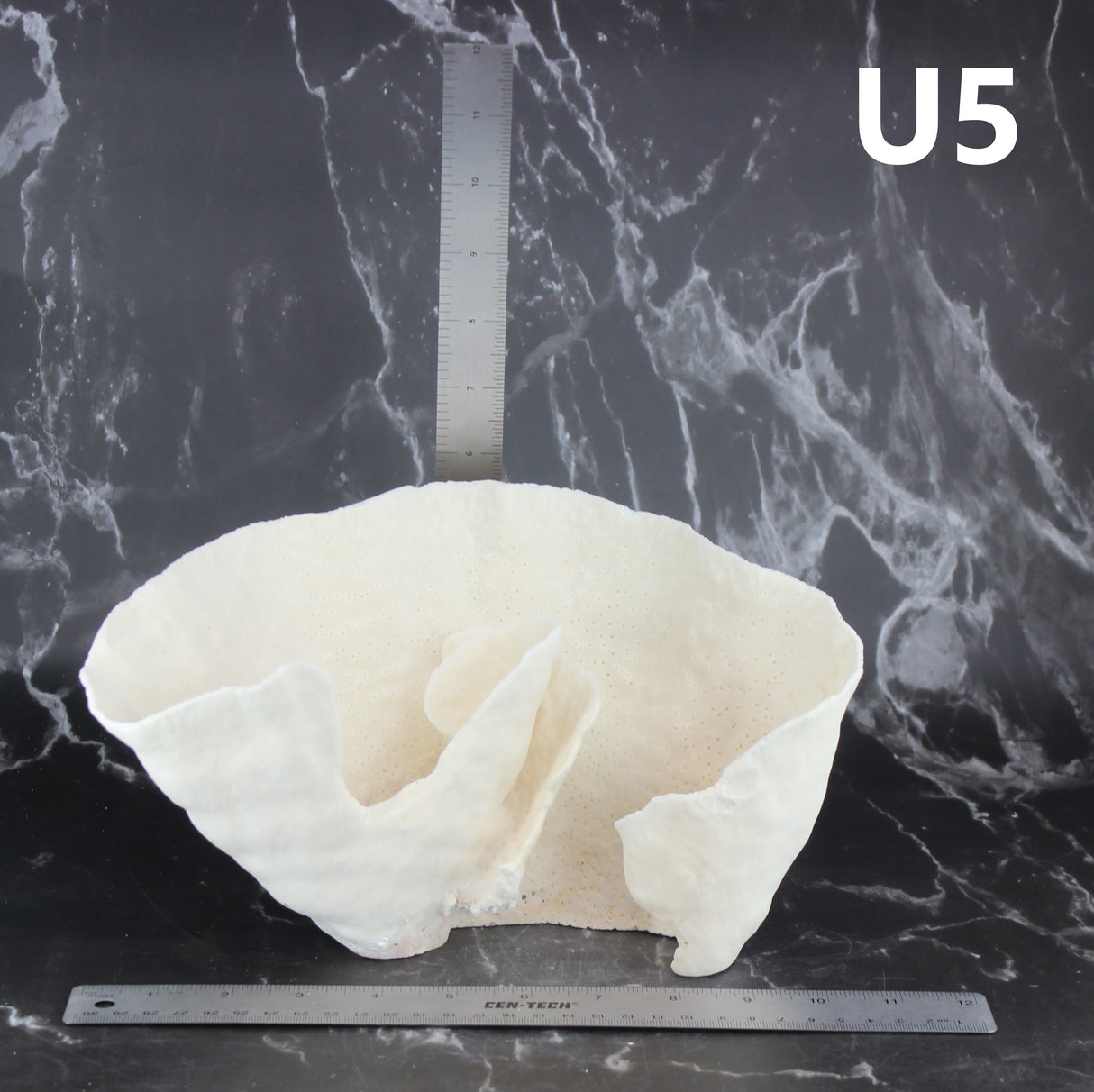 Cup Coral 10-12"