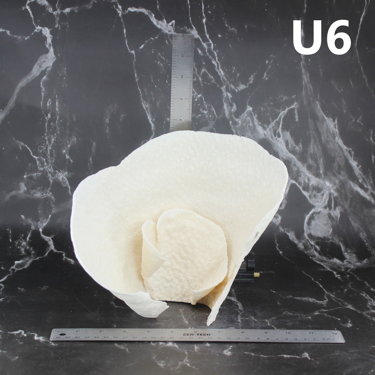 Cup Coral 10-12"