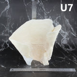 Cup Coral 10-12"