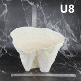 Cup Coral 10-12"
