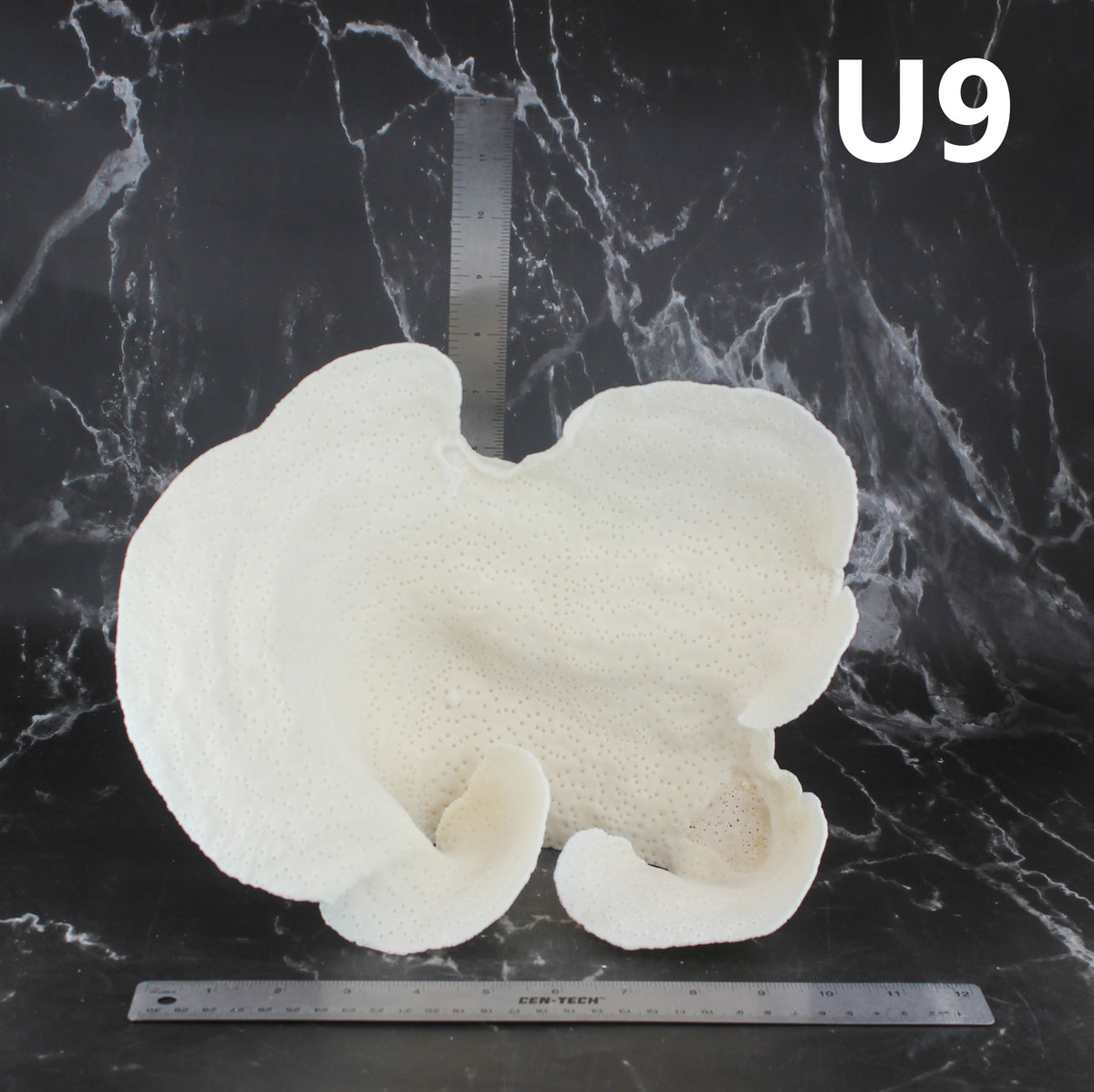 Cup Coral 10-12"