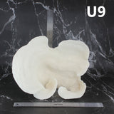 Cup Coral 10-12"