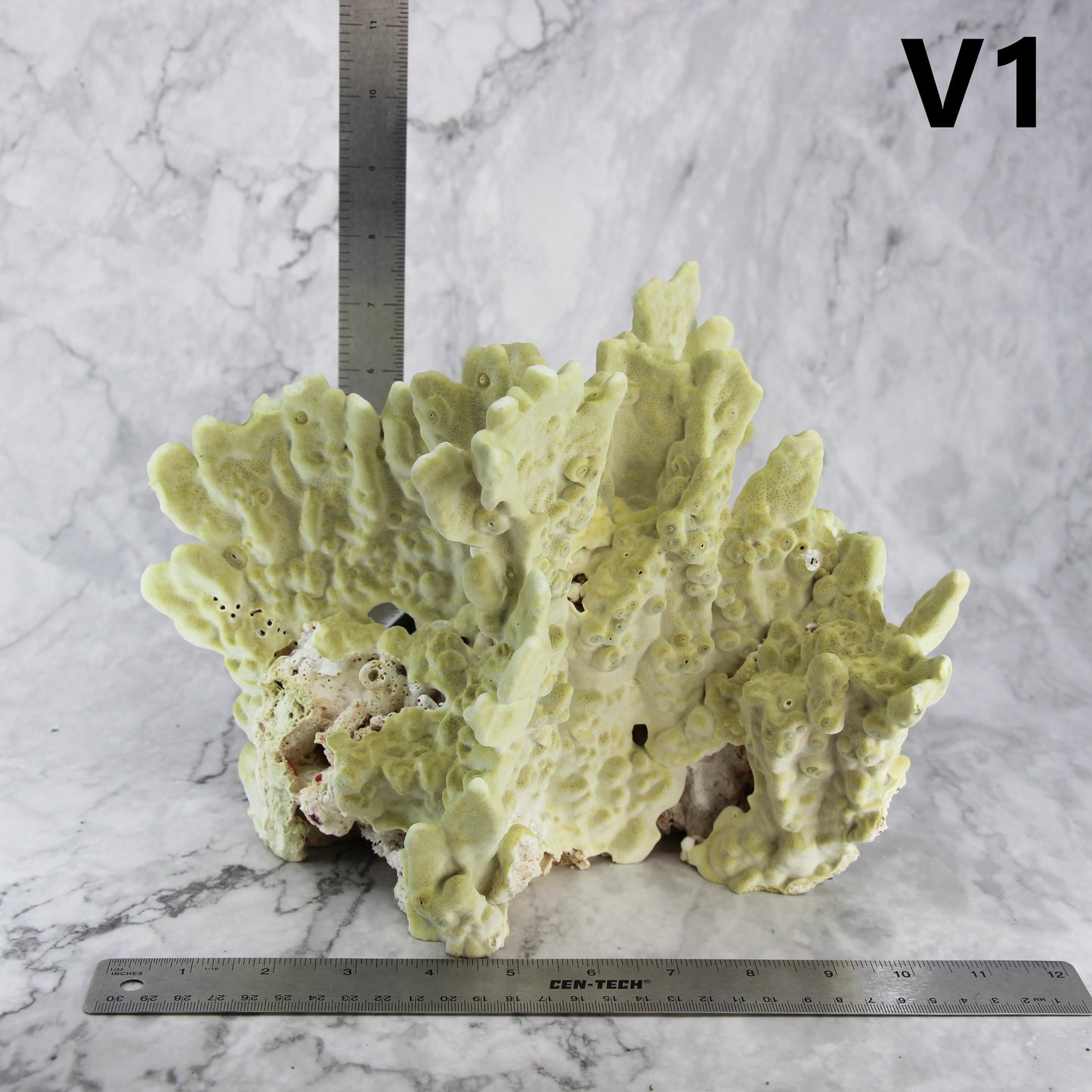 Fire Slab Coral 10-12"