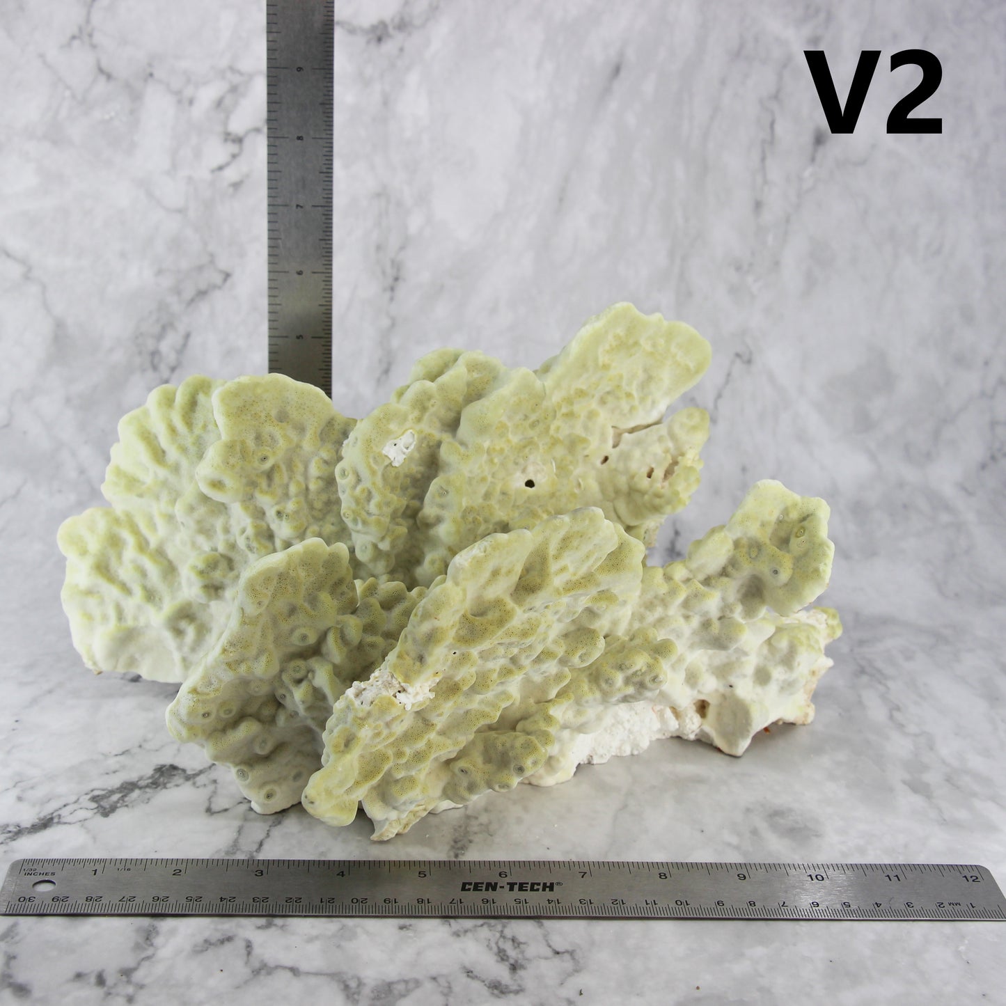 Fire Slab Coral 10-12"