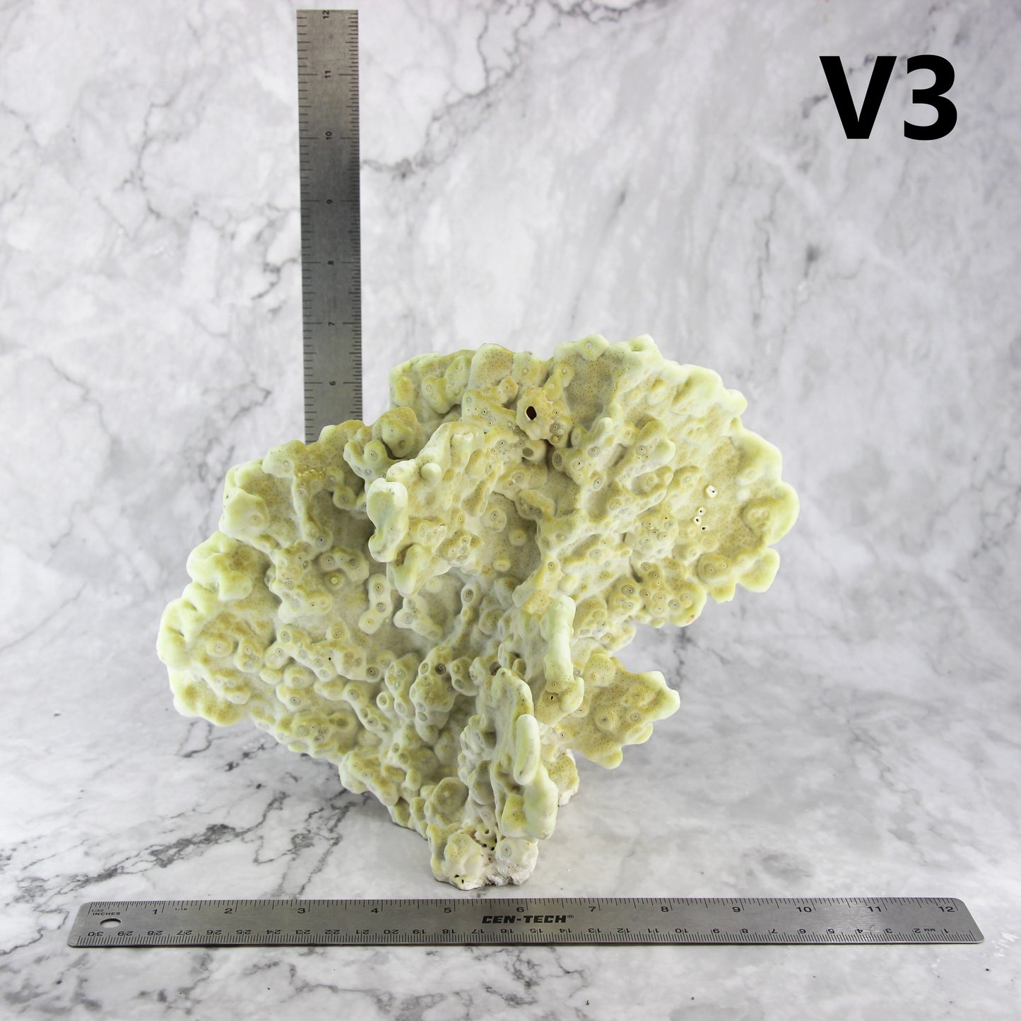 Fire Slab Coral 10-12"