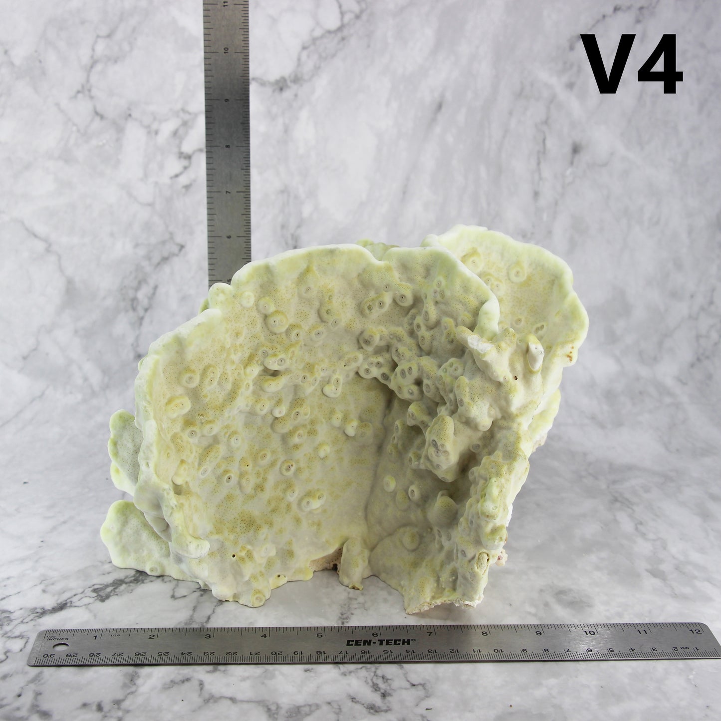 Fire Slab Coral 10-12"