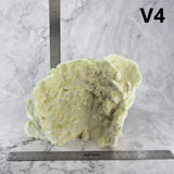 Fire Slab Coral 10-12"
