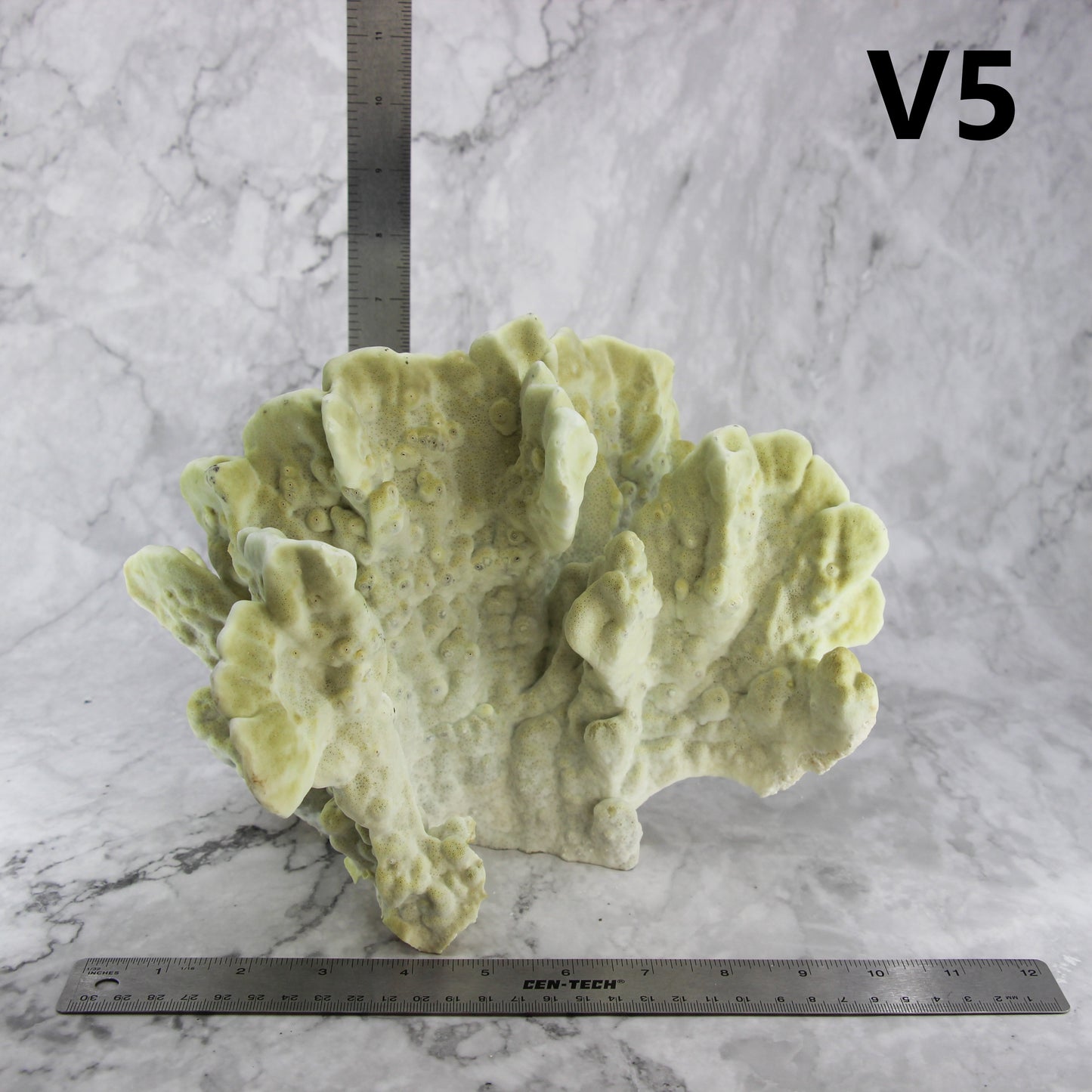 Fire Slab Coral 10-12"