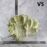Fire Slab Coral 10-12"