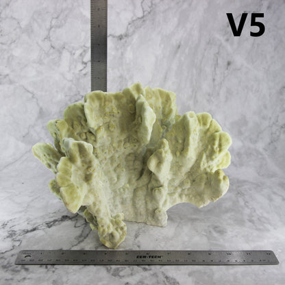 Fire Slab Coral 10-12"