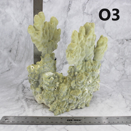 Fire Slab Coral 10-12"