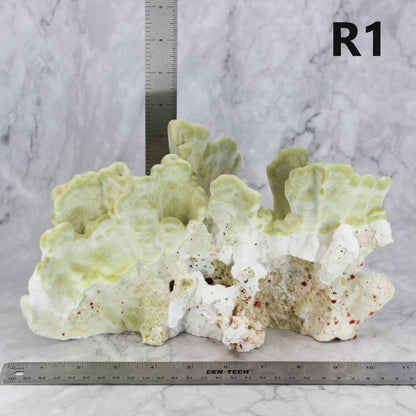 Fire Slab Coral 10-12"