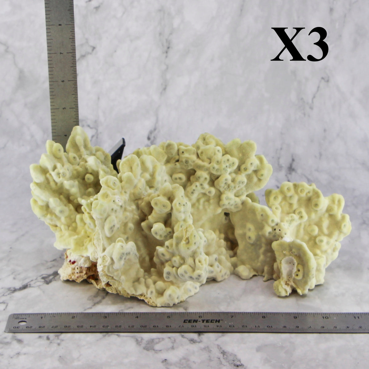 Fire Slab Coral 10-12"