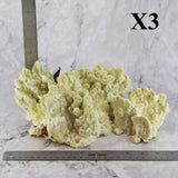 Fire Slab Coral 10-12"