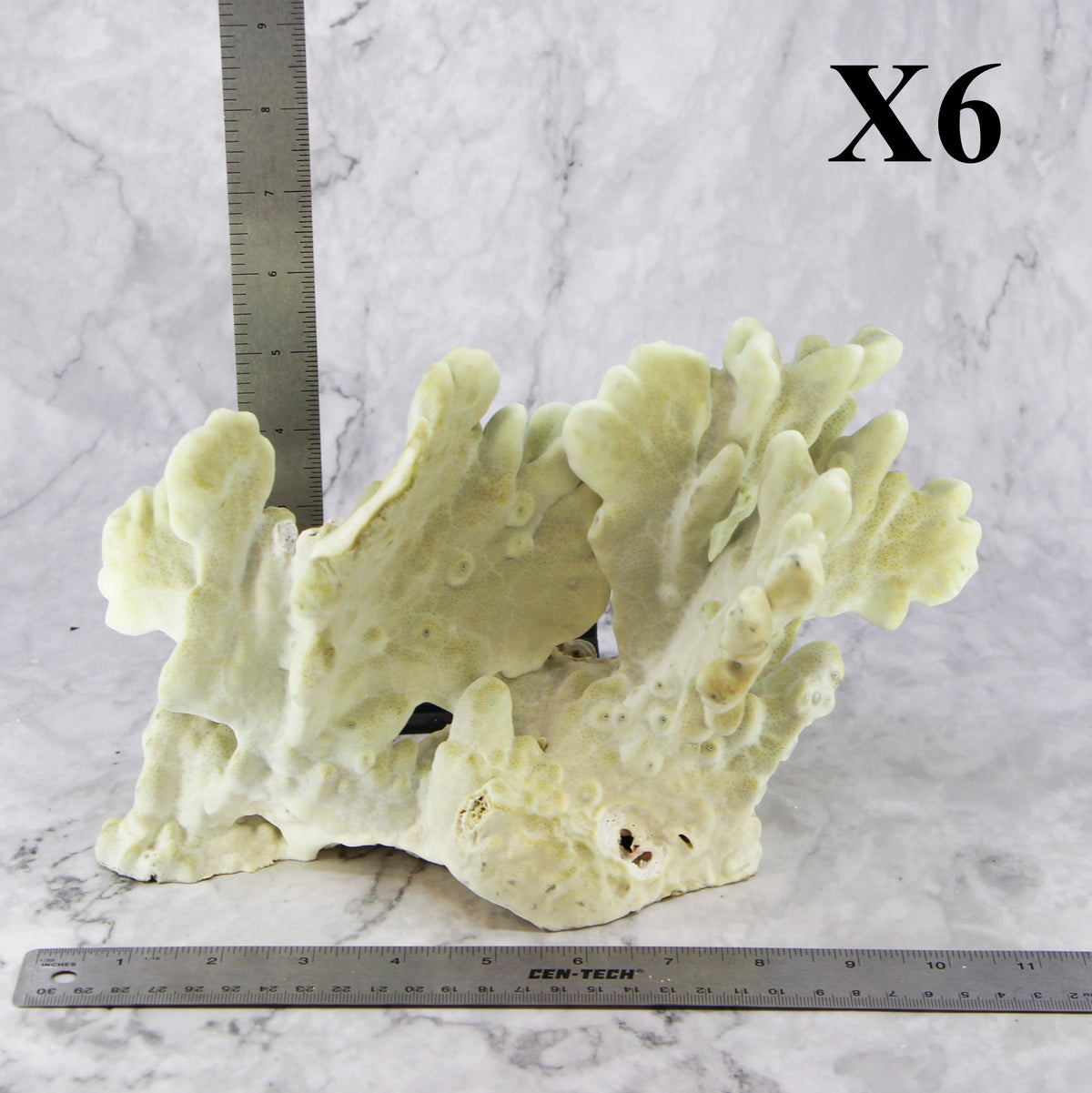 Fire Slab Coral 10-12"