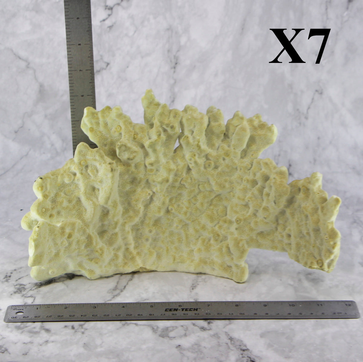 Fire Slab Coral 10-12"