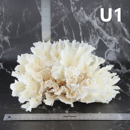 Lettuce Coral 10-12"