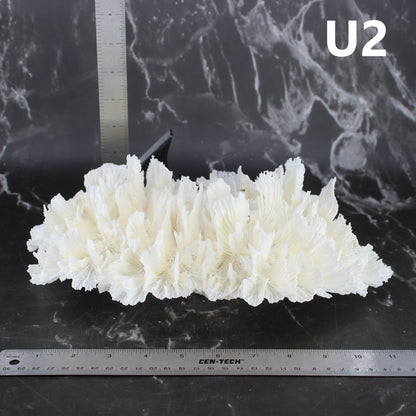 Lettuce Coral 10-12"