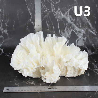 Lettuce Coral 10-12"