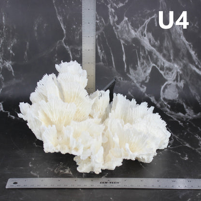 Lettuce Coral 10-12"