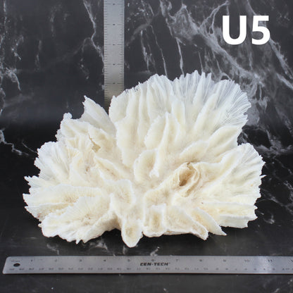 Lettuce Coral 10-12"