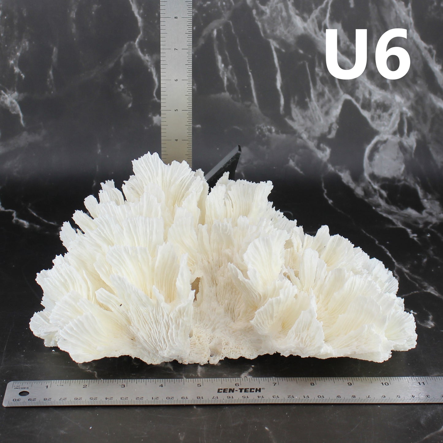 Lettuce Coral 10-12"