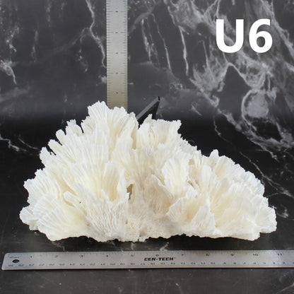 Lettuce Coral 10-12"