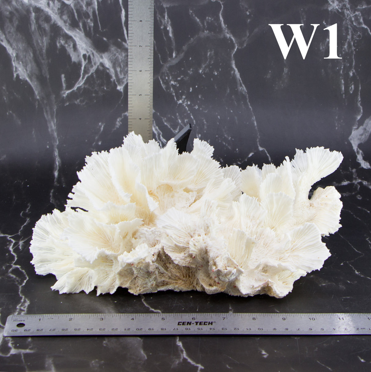 Lettuce Coral 10-12"