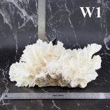 Lettuce Coral 10-12"