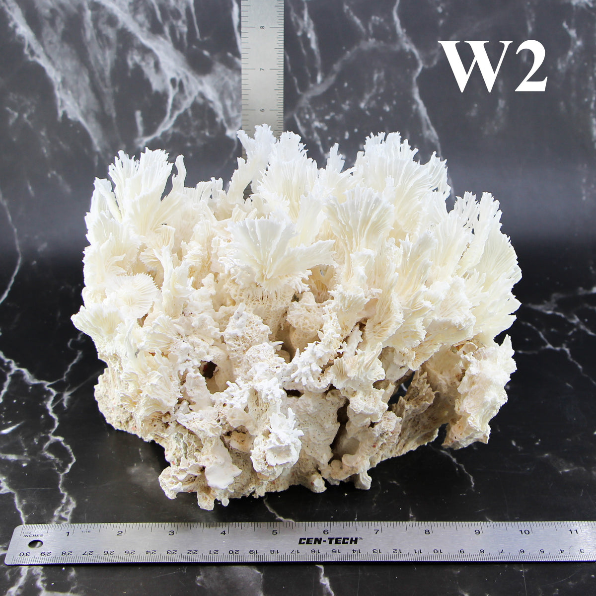 Lettuce Coral 10-12"