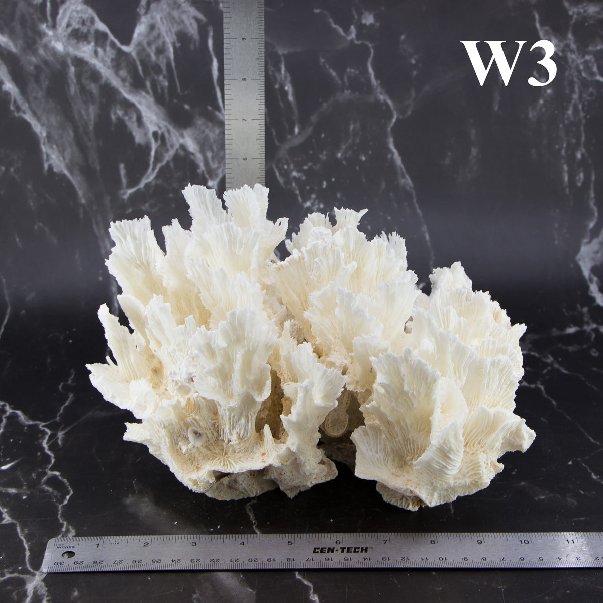 Lettuce Coral 10-12"