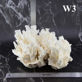 Lettuce Coral 10-12"