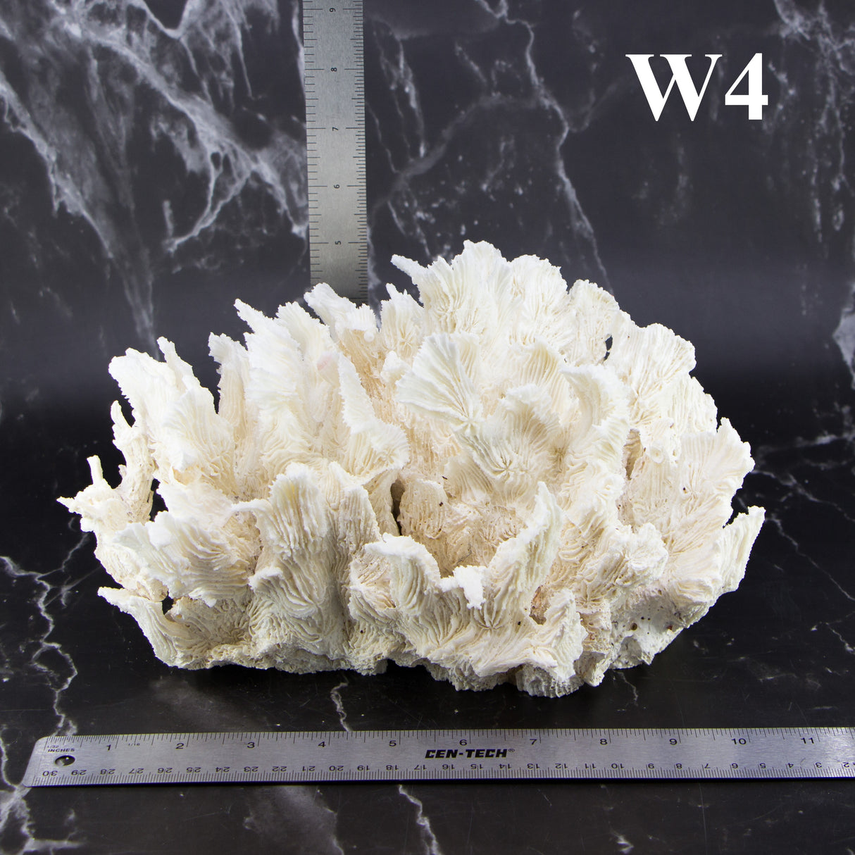 Lettuce Coral 10-12"