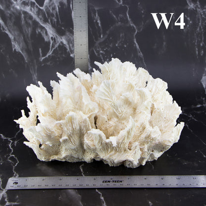 Lettuce Coral 10-12"