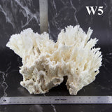 Lettuce Coral 10-12"